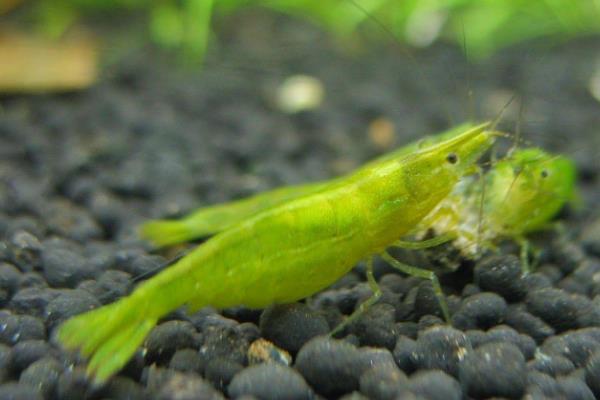 绿晶虾能长多大，成年后平均体长为2-3cm