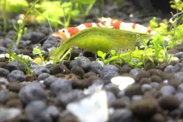 绿晶虾能长多大，成年后平均体长为2-3cm
