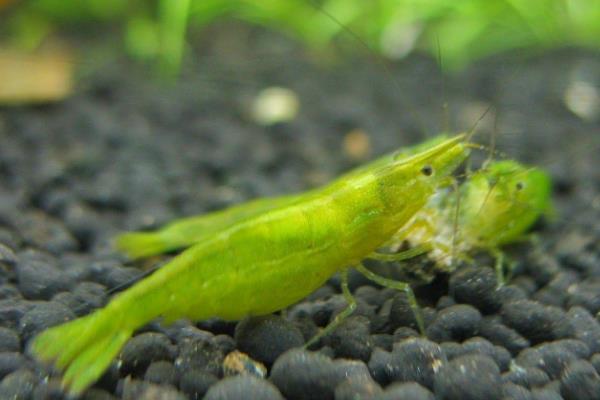 绿晶虾能长多大，成年后平均体长为2-3cm