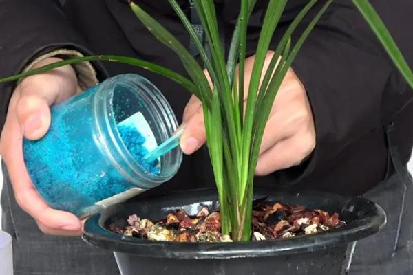 兰花的养护要点，用紫砂盆种植为佳