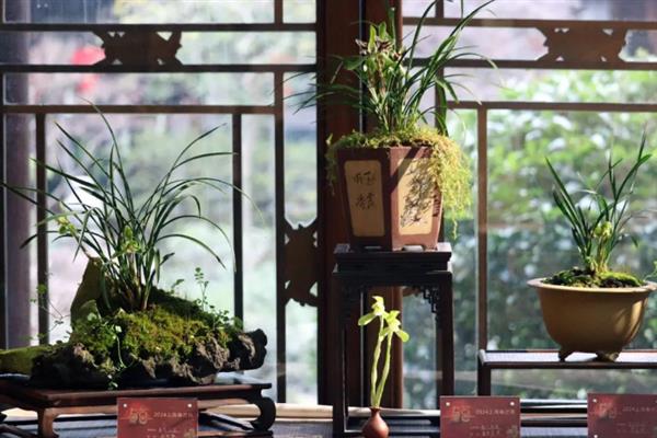 兰花的养护要点，用紫砂盆种植为佳