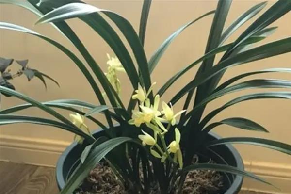 兰花的养护要点，用紫砂盆种植为佳