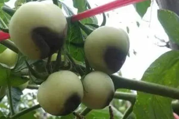番茄脐腐病的发病条件，包括土壤质地、含钙量和生育阶段
