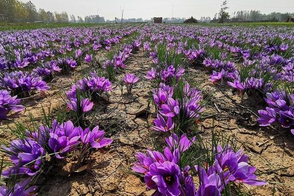 藏红花能长多大，花朵能长到2.5-3厘米长