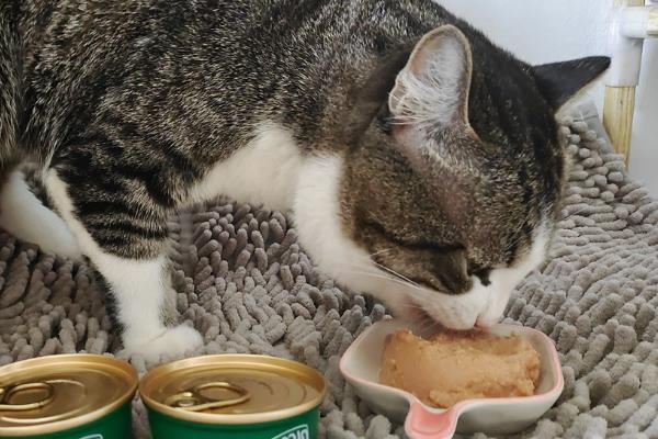猫罐头与肉类哪个的营养更高，猫对生骨肉的营养吸收率更高