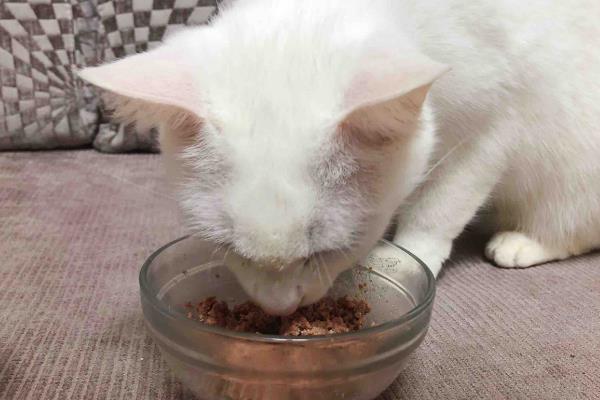 猫罐头与肉类哪个的营养更高，猫对生骨肉的营养吸收率更高
