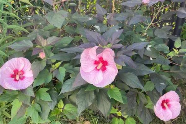 芙蓉葵的花语是什么，花语是早熟