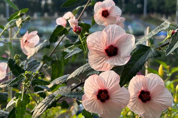 芙蓉葵的花语是什么，花语是早熟