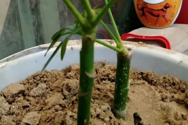鹅掌藤如何扦插，通常选在春秋季节扦插