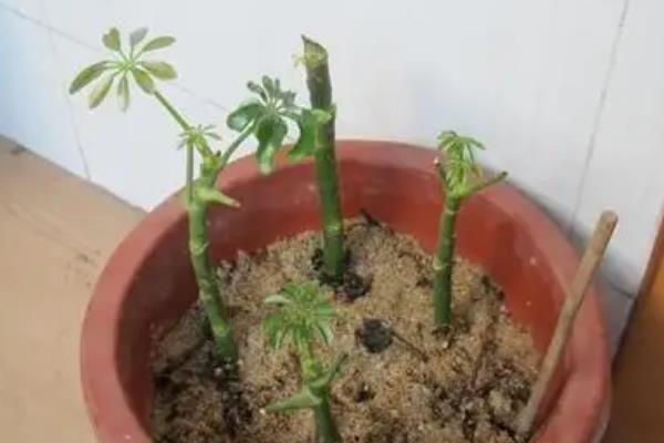 鹅掌藤如何扦插，通常选在春秋季节扦插