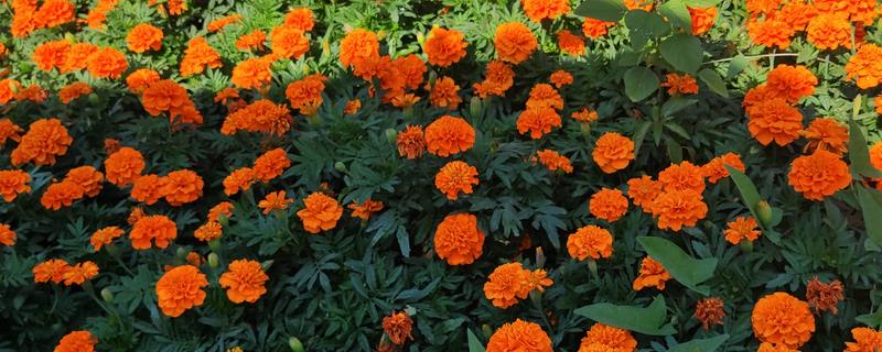 怎么种植长寿菊，浸种12小时沥干水分再播种