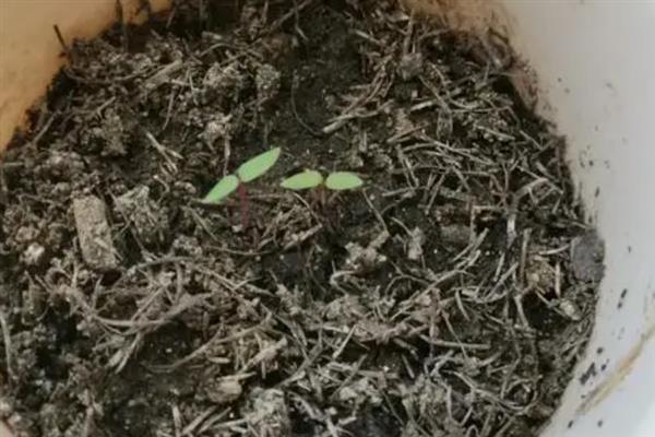 绣球花有没有种子，有种子但比较小