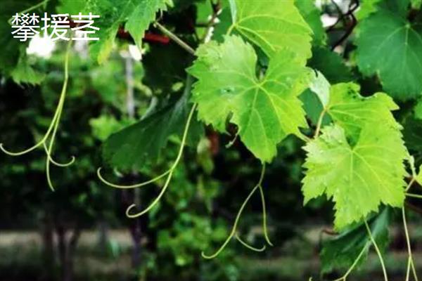 植物茎的分类，分为直立茎、缠绕茎等