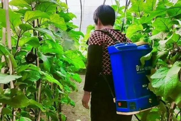 茄子的亩产量，平均产量约为7000-8000斤/亩