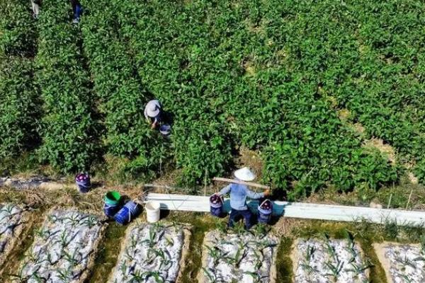 茄子的亩产量，平均产量约为7000-8000斤/亩