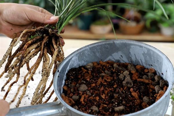 兰花的叶片出现白斑怎么办，可喷施氧化乐果或擦拭食醋
