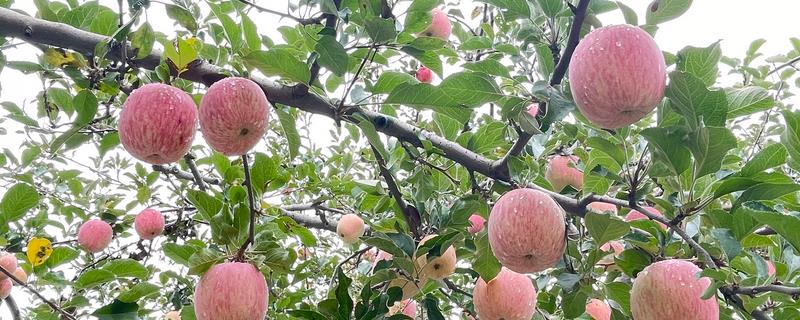 晚熟苹果怎么管理，9-10月份要深翻土壤