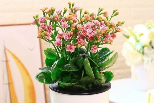 怎么种植长寿菊，浸种12小时沥干水分再播种