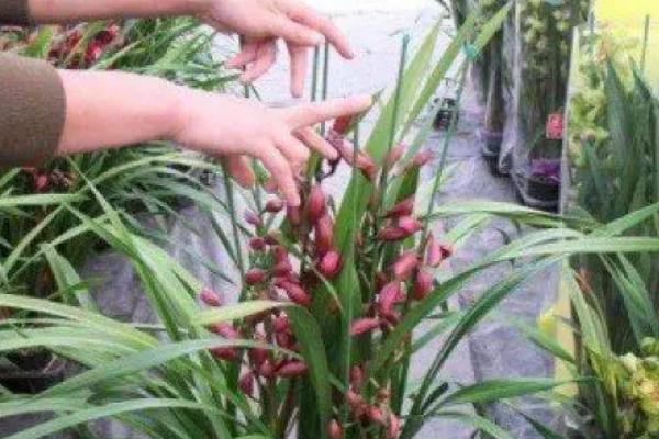 惠兰叶子发黄怎么处理，可增加光照、湿度等