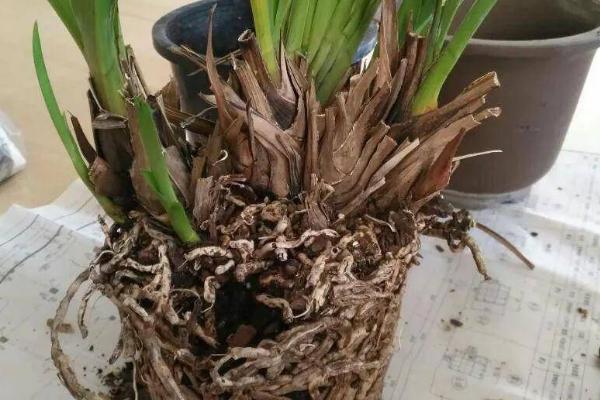惠兰叶子发黄怎么处理，可增加光照、湿度等