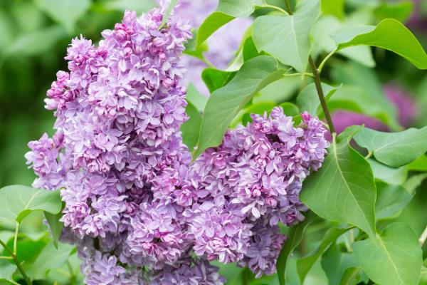 丁香花的花语，寓意真挚的友情、纯洁的初恋等