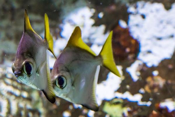 月亮鱼简介,广泛分布于印度洋、太平洋等热带海洋中