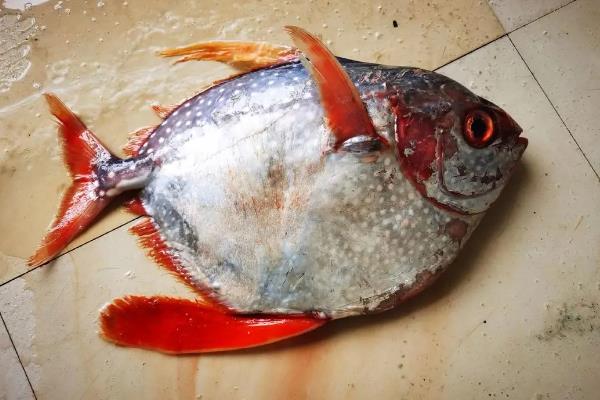 月亮鱼简介,广泛分布于印度洋、太平洋等热带海洋中