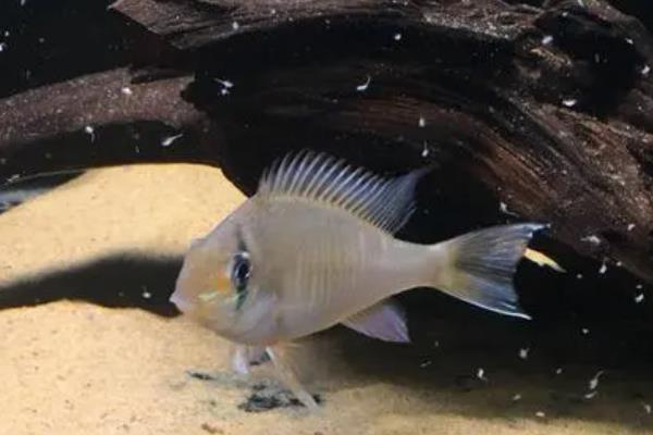 月亮鱼简介,广泛分布于印度洋、太平洋等热带海洋中