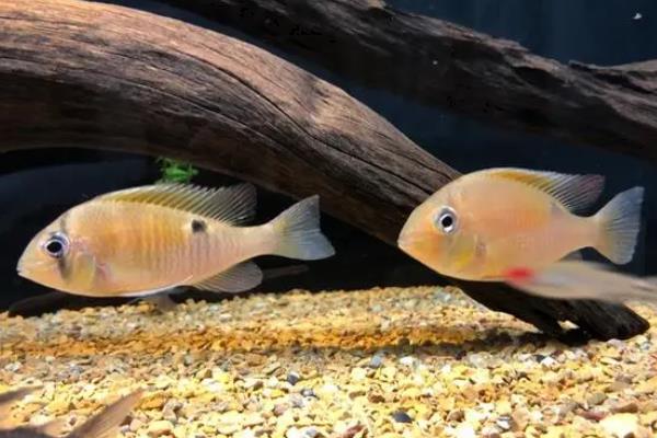 月亮鱼简介,广泛分布于印度洋、太平洋等热带海洋中