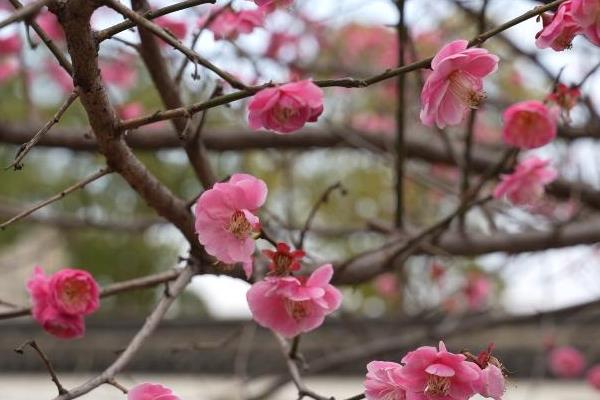 梅花是冬天开吗，通常会在每年冬季2-3月开放