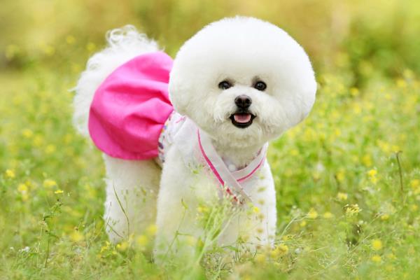 比熊犬的洗澡注意事项，要选择正确的宠物专用沐浴露