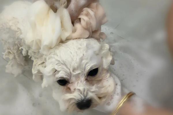 比熊犬的洗澡注意事项，要选择正确的宠物专用沐浴露