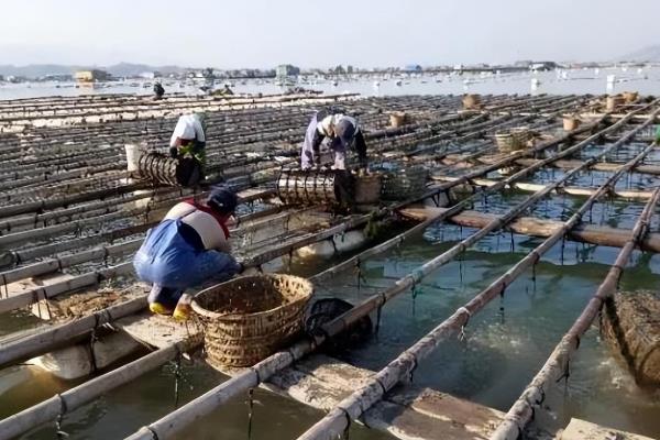 海参越冬期如何管理，在封冰后要定期检查水质和海参的情况