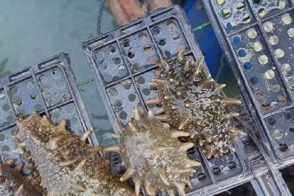 海参越冬期如何管理，在封冰后要定期检查水质和海参的情况