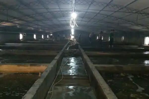 海参越冬期如何管理，在封冰后要定期检查水质和海参的情况