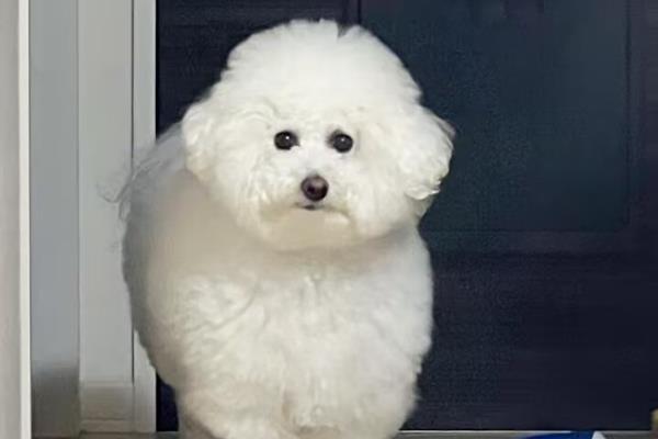 比熊犬的洗澡注意事项，要选择正确的宠物专用沐浴露