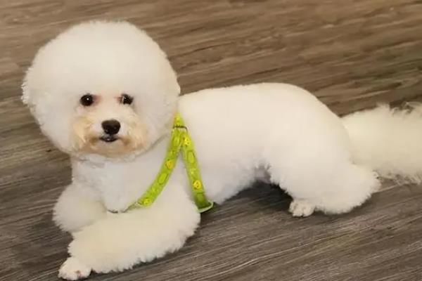 比熊犬的洗澡注意事项，要选择正确的宠物专用沐浴露