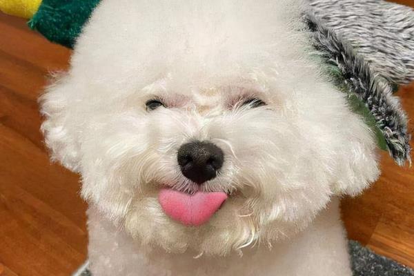 比熊犬的洗澡注意事项，要选择正确的宠物专用沐浴露