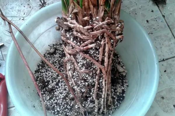 兰花上盆前用多菌灵泡多长时间，泡半小时为佳