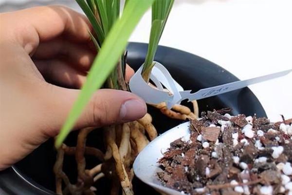 兰花上盆前用多菌灵泡多长时间，泡半小时为佳