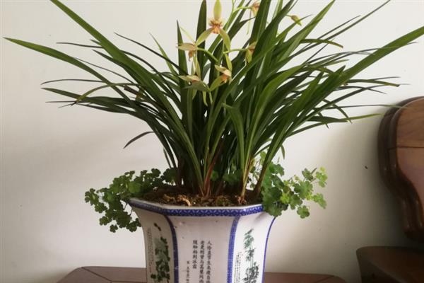兰花上盆前用多菌灵泡多长时间，泡半小时为佳