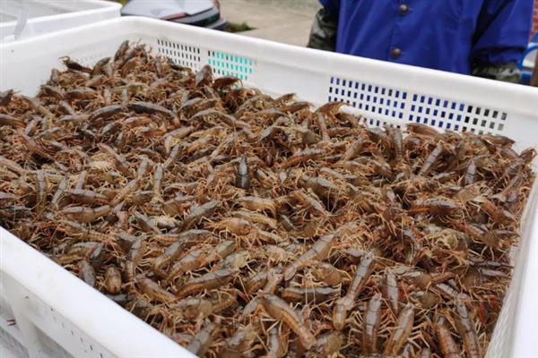 龙虾养殖的常见误区，有以下5个