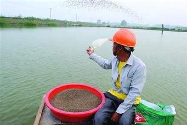 龙虾养殖的常见误区，有以下5个