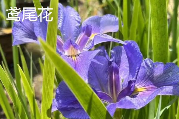 鸢尾花是不是百合花，鸢尾花不是百合花