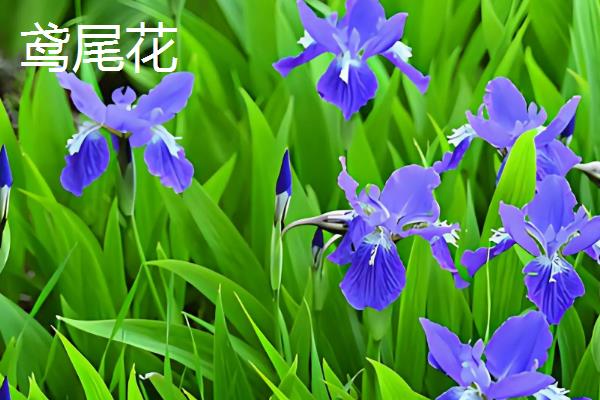 鸢尾花是不是百合花，鸢尾花不是百合花