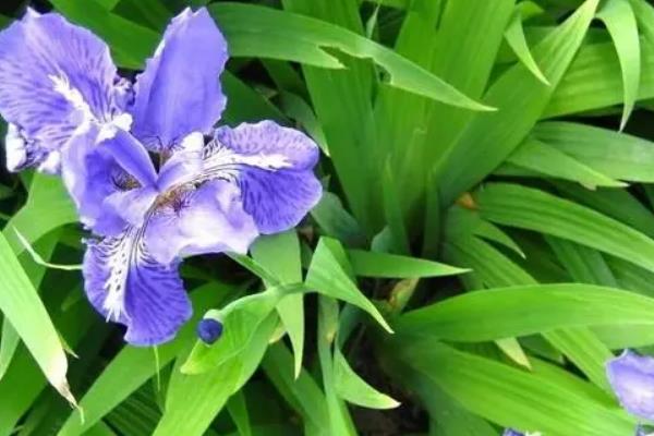 鸢尾花是不是百合花，鸢尾花不是百合花