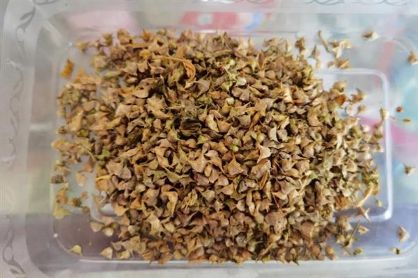 处理种子有哪些方法，可以用温汤浸种或药剂浸种