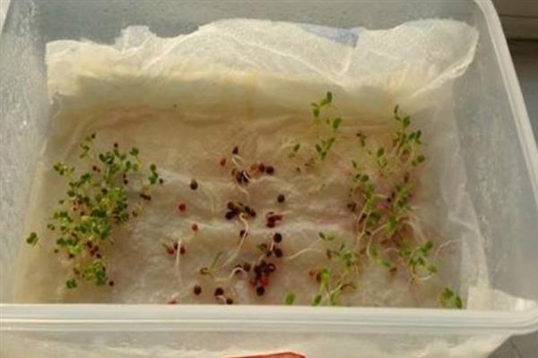 处理种子有哪些方法，可以用温汤浸种或药剂浸种