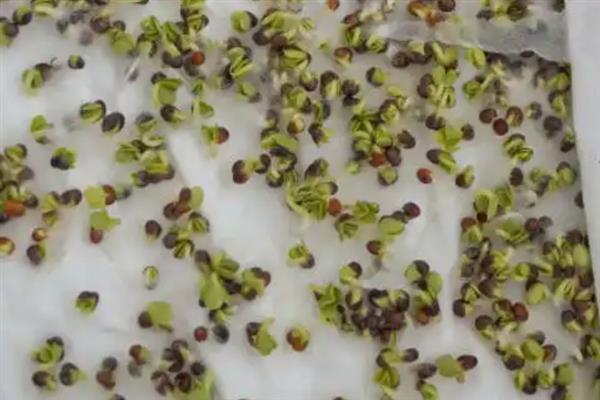 处理种子有哪些方法，可以用温汤浸种或药剂浸种