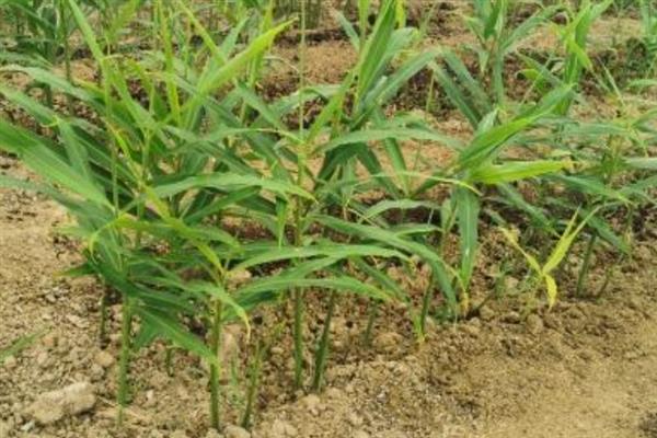 怎样种植姜，适宜生长的温度是25-29度